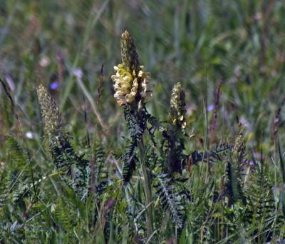 Прикрепленное изображение: zflIMGP6472.jpg